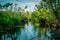 Wild swamp silent river reflection landscape. Swamp reflection