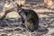 Wild Swamp Wallaby, Woodlands Park, Victoria, Australia, February 2017