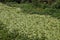 A wild swampy river was overgrown with grass, a path of leaves