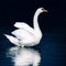 Wild swan