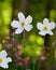 Wild Swan Anemone Perennial Flower