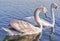 Wild Swan couple