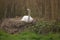 Wild swan incubating cygnet eggs in Spring on a reed nest