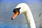 Wild swan on the lake. Strong proud bird. Natural wildlife. Close-up.