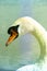 Wild swan on the lake. Strong proud bird. Natural wildlife. Close-up.