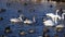 Wild swans and ducks swim in pond. Migratory birds float in lake winter time 4k