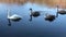 Wild swans floating in pond