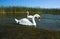 Wild swans near a lakeshore