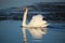 Wild swans nest in the reeds in the Volga delta. Astrakhan region. Russia