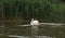 Wild swans nest in the reeds in the Volga delta. Astrakhan region. Russia