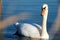 Wild swans swimming in the tranquil forest lake