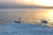 Wild swans swimming in a winter lake on sunset