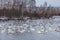 Wild swans winter on the warm Svetloye lake near the village of Urozhaynoe, Altai, Russia