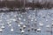 Wild swans winter on the warm Svetloye lake near the village of Urozhaynoe, Altai, Russia