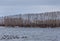 Wild swans winter on the warm Svetloye lake near the village of Urozhaynoe, Altai, Russia