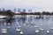 Wild swans wintering on lake Svetloye at sunset. Altai territory