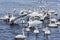 Wild swans wintering on lake Svetloye, waving their wings. Altai territory.