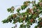 Wild sweet cherry (prunus avium) branch