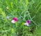 Wild Sweet Pea, Lathyrus vestitus.