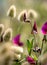 Wild sweet peas growing on sand dunes at a surf beach in Gisborne, New Zealand