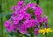 Wild Sweet-William, Phlox maculata