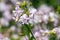 Wild sweet William (saponaria officinalis) flowers