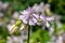 Wild sweet William (saponaria officinalis) flowers