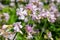 Wild sweet William (saponaria officinalis) flowers