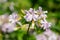 Wild sweet William (saponaria officinalis) flowers