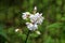 Wild sweet William or Saponaria officinalis plant with cluster of closed flower buds and sweetly scented open white and pink