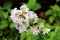 Wild sweet William or Saponaria officinalis plant with large cluster of sweetly scented open blooming white and light pink flowers