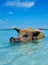 Wild, swiming pig on Big Majors Cay in The Bahamas