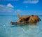 Wild, swiming pig on Big Majors Cay in The Bahamas