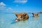 Wild, swiming pig on Big Majors Cay in The Bahamas