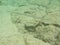 Wild Swimming Hawaiian Needlefish in Reef