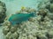 Wild Swimming Hawaiian Parrotfish in Reef