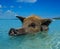 Wild, swimming pig on Big Majors Cay in The Bahamas