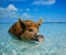 Wild, swimming pig on Big Majors Cay in The Bahamas