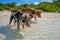 Wild, swimming piglets on Big Majors Cay in The Bahamas