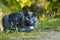 Wild tabby cat lying in a peaceful slumber, nestled in the lush green grass.