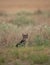 Wild tabby cat with penetrating gaze, in dry vegetation