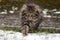 Wild tabby kitten hunting in the snow