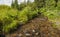 Wild taiga stream, Siberian nature