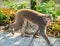 Wild Taiwanese Formosan rock macaque monkey walking