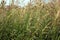 Wild tall grass background. Spikelets of field grass.