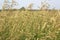 Wild tall grass background. Spikelets of field grass.