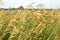 Wild tall grass background. Spikelets of field grass.