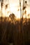 Wild tall grass in the evening sun