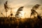 Wild tall grass in the evening sun