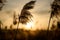 Wild tall grass in the evening sun